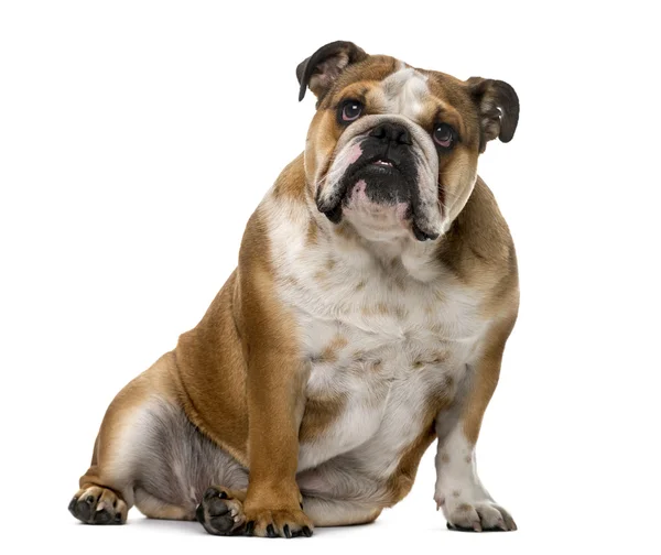 English Bulldog (1 year old) in front of a white background — Stock fotografie