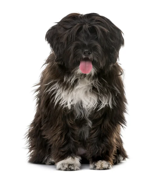Tibetan Terrier puppy (5 months old) in front of a white backgro — Stockfoto