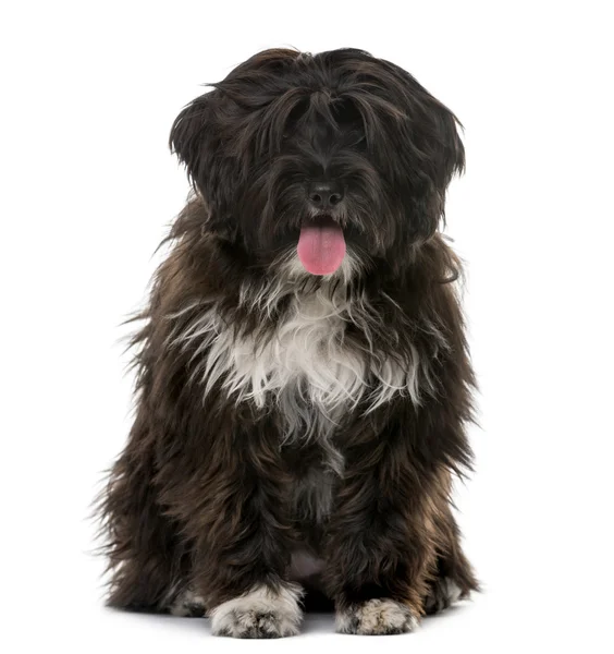 Cãozinho Terrier tibetano (5 meses de idade) na frente de um backgro branco — Fotografia de Stock