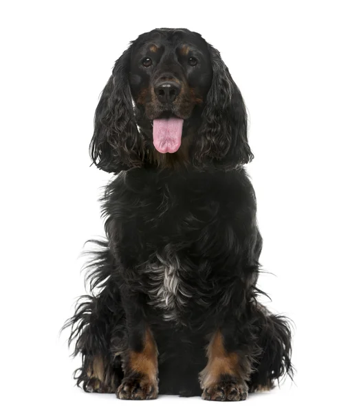 American Cocker Spaniel (4 years old) in front of a white backgr — Stok fotoğraf