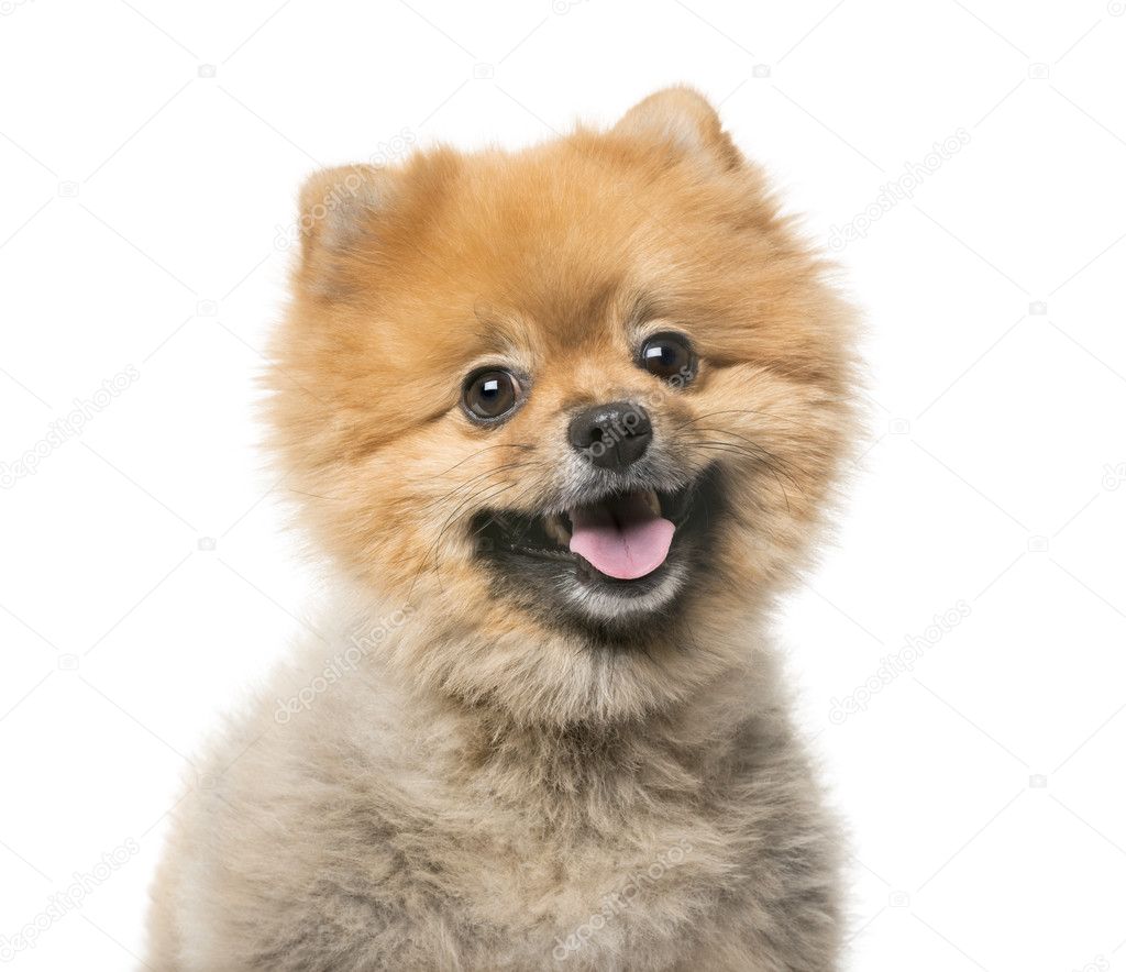 Pomeranian (3 years old) in front of a white background