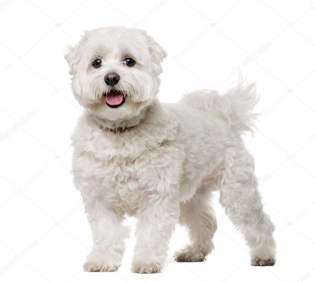 Maltese (5 years old) in front of a white background