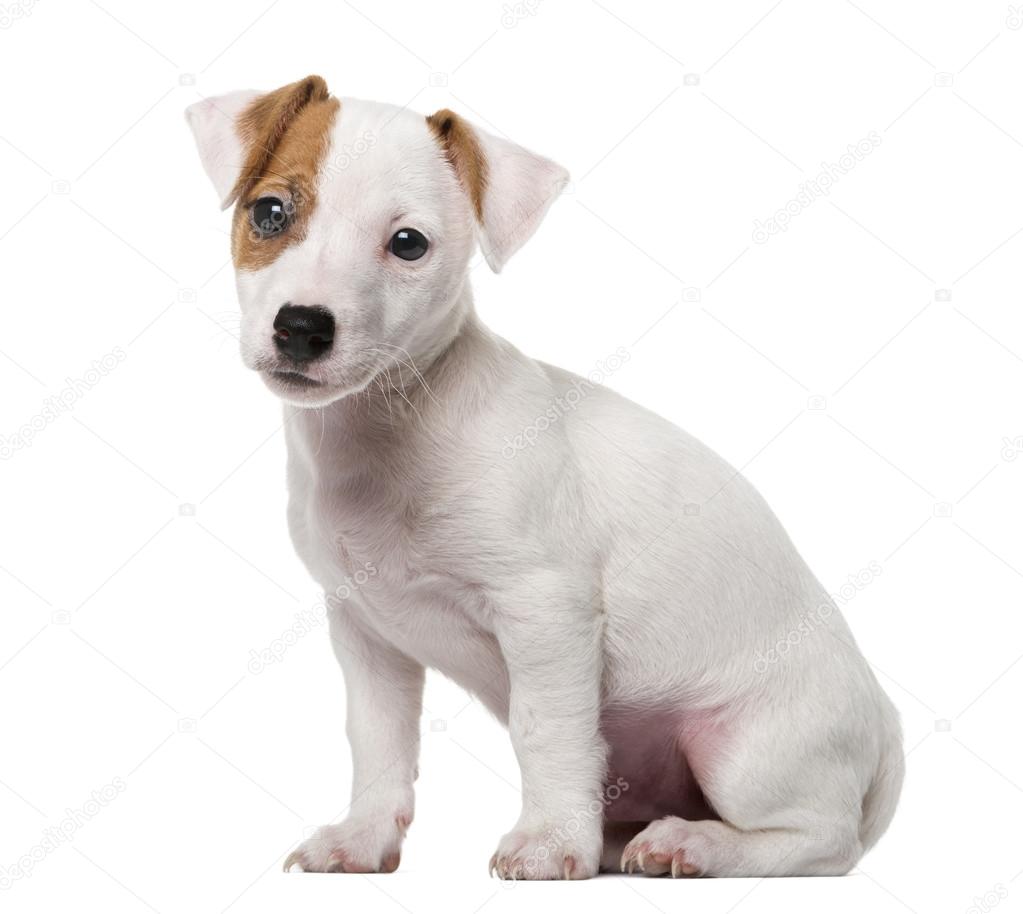 Jack Russell Terrier puppy (2 months old) in front of a white ba