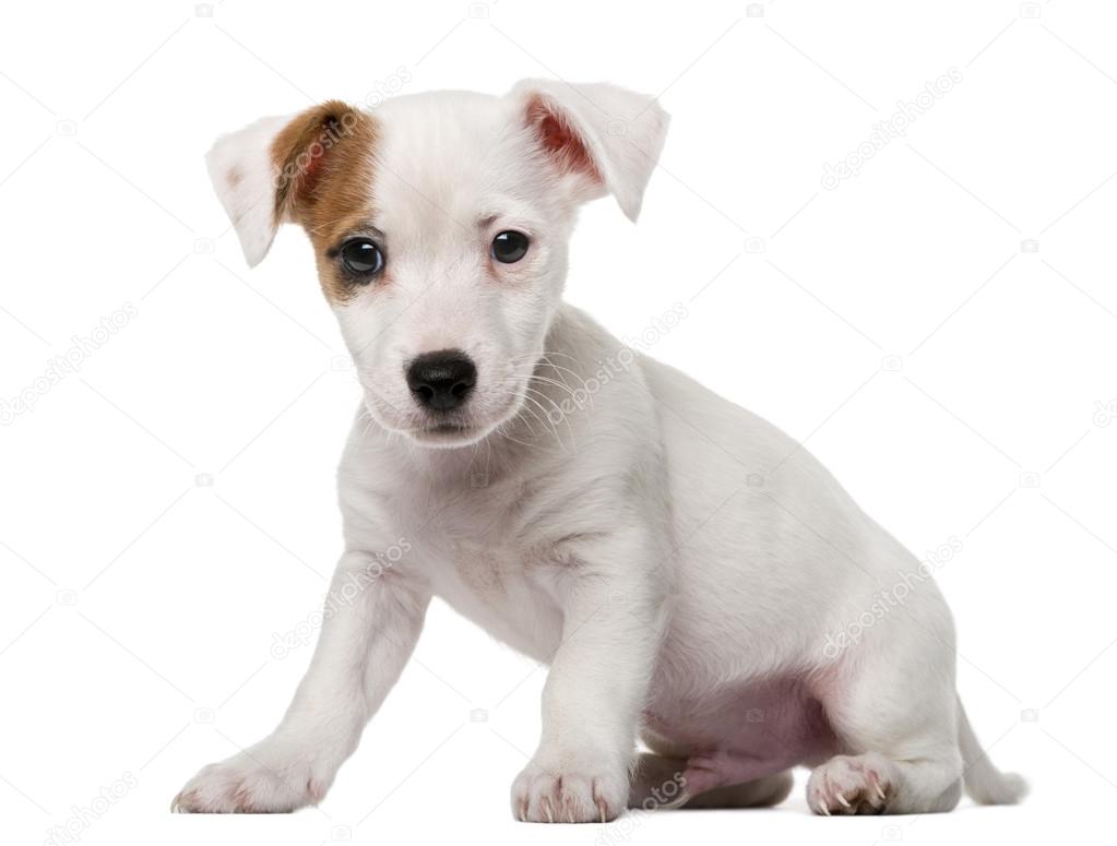 Jack Russell Terrier puppy (2 months old) in front of a white ba