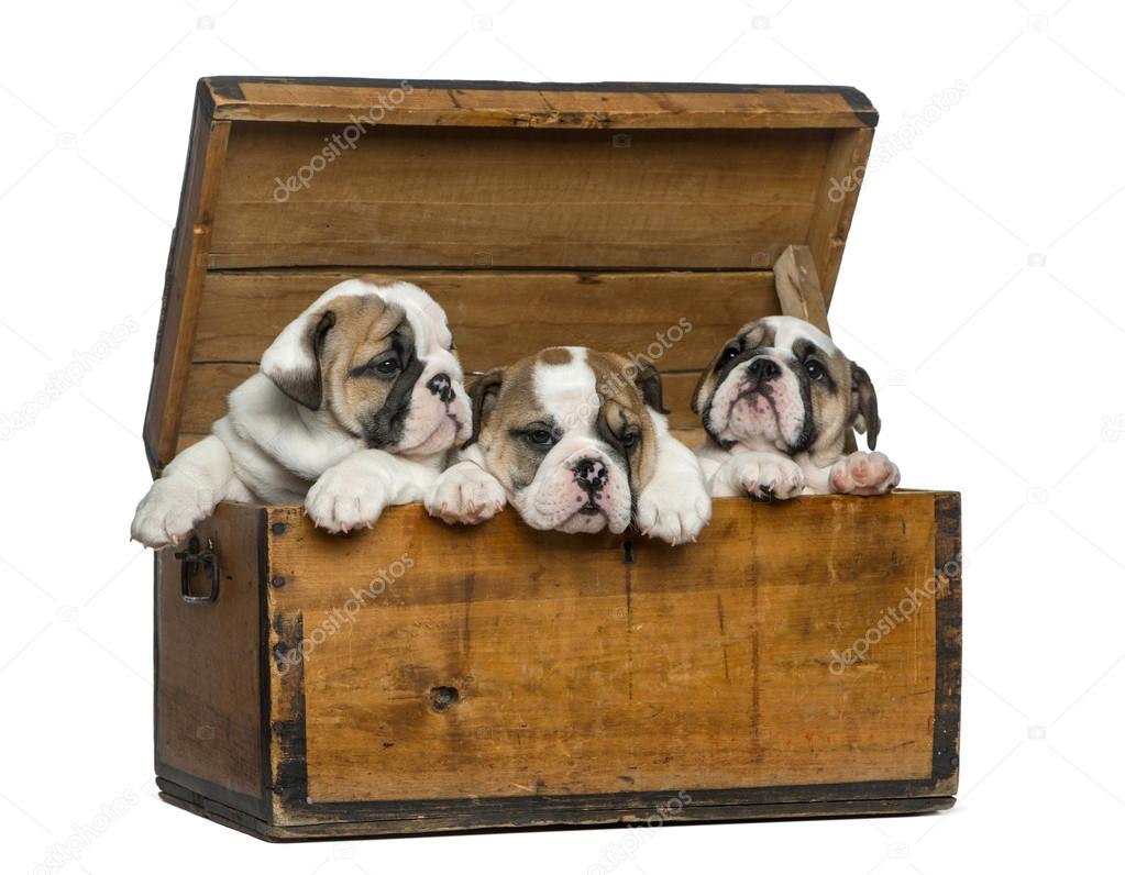 English bulldog puppies in a wooden chest in front of white back