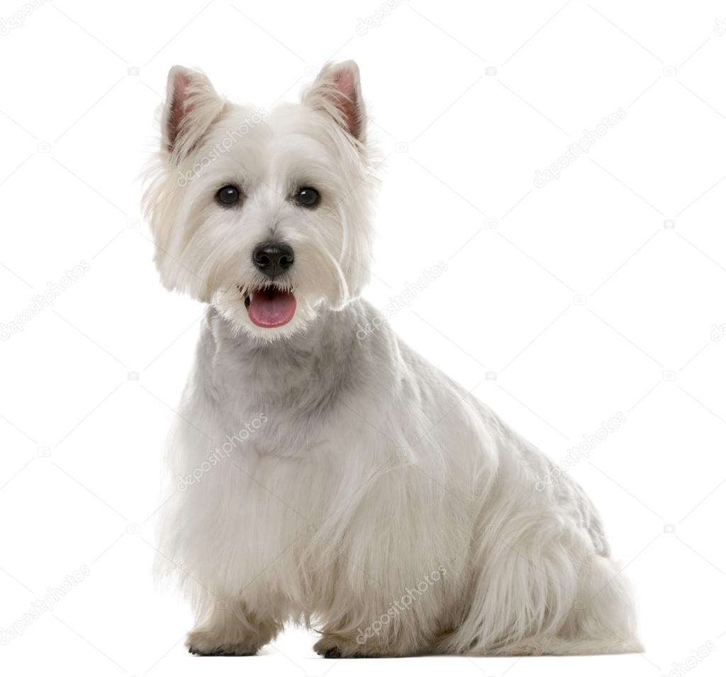 West Highland White Terrier (1 year old) in front of a white bac