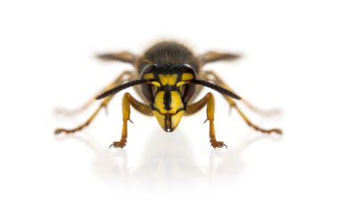 Beyaz arka plan önünde WASP