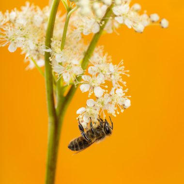 Bal arısı turuncu bir arka plan önünde yiyecek arama