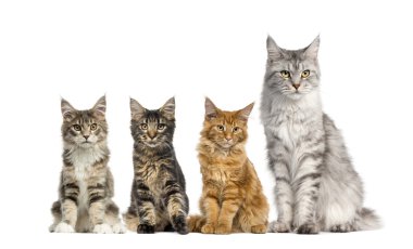 Beyaz bir arka plan önünde oturan Maine coon grup