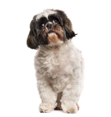 Shih Tzu ayakta beyaz arka plan önünde