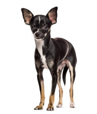 Chihuahua ayakta beyaz arka plan önünde