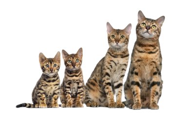 Beyaz bir arka plan önünde oturan Bengal grup