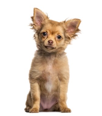Beyaz bir arka plan önünde oturan Chihuahua köpek yavrusu