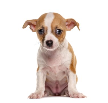 Beyaz bir arka plan önünde oturan üzgün Chihuahua köpek yavrusu