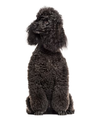 Beyaz bir arka plan önünde oturan fino köpeği