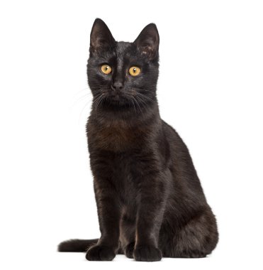 Beyaz bir arka plan önünde oturan siyah kedi