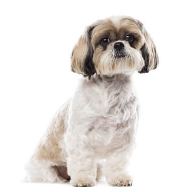 Shih Tzu beyaz bir arka plan önünde oturan
