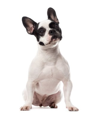 Beyaz bir arka plan önünde buldozer oturma Fransız