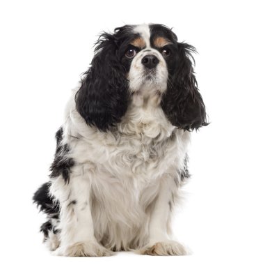 Beyaz bir arka plan önünde oturan Cavalier King Charles
