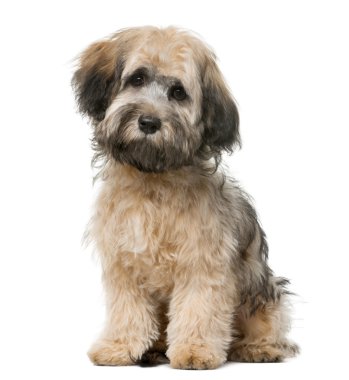 Beyaz bir arka plan önünde oturan havanese