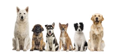 Beyaz bir arka plan önünde oturan köpek grubu
