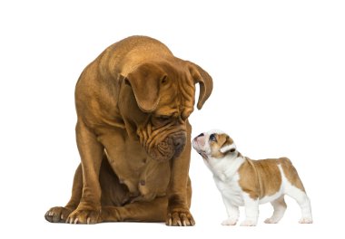 Dogue de bordeaux önünde bir Fransız Bulldog köpek yavrusu bakarak 