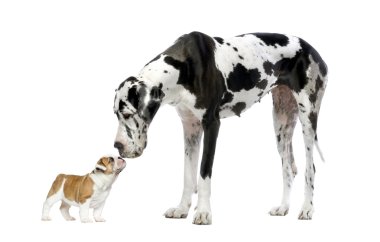 Great Dane looking at a French Bulldog puppy in front of a white clipart