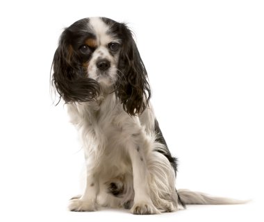 Beyaz bir arka plan önünde oturan Cavalier King Charles