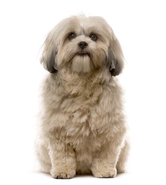 Shih Tzu beyaz bir arka plan önünde oturan