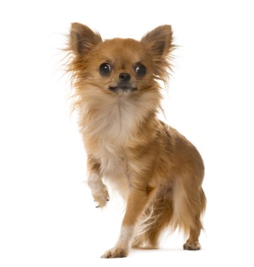 Chihuahua ayakta beyaz arka plan önünde