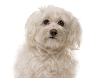 Beyaz arka plan önünde Havanese Close-Up