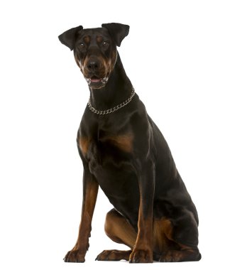 Beyaz bir arka plan önünde oturan Doberman