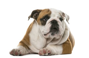 İngilizce Bulldog beyaz bir arka plan önünde yalan