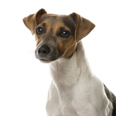 Beyaz arka plan önünde bir Jack Russell Close-Up