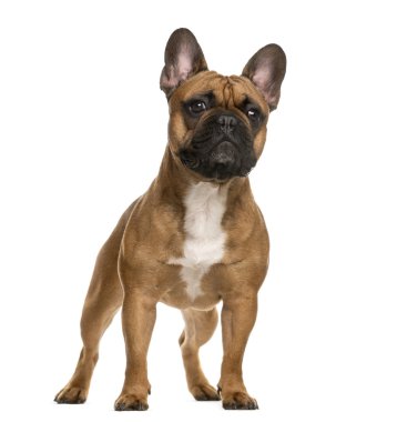 Fransız buldozer ayakta beyaz arka plan önünde