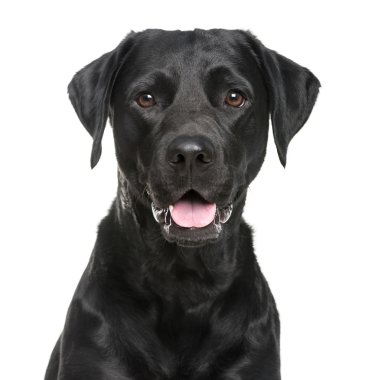 Beyaz arka plan önünde bir Labrador Close-Up