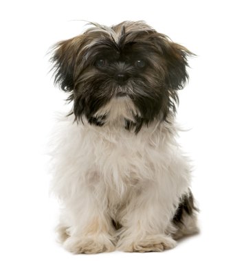 Beyaz bir arka plan önünde oturan Tibet Terrier