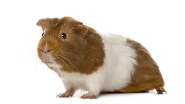 Beyaz arka planda bir kobay faresi