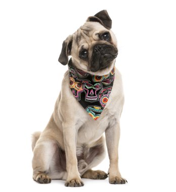 Pug oturma ve beyaz arka plan önünde bir şal