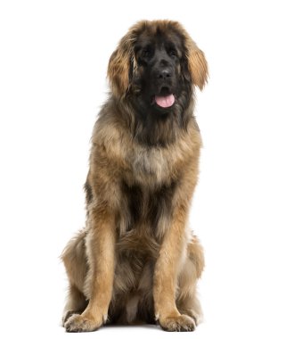 Beyaz bir arka plan önünde oturan Leonberger