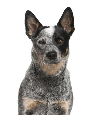 Beyaz bir backgro önünde bir Avustralyalı büyükbaş hayvan köpek Close-Up