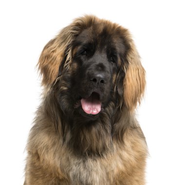 Bir Leonberger beyaz bir arka plan önünde Close-Up