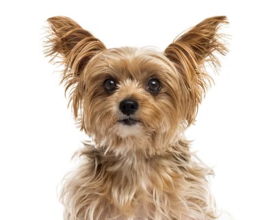 Beyaz arka plan önünde Yorshire Terrier Close-Up