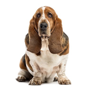 Beyaz bir arka plan oturan Basset hound