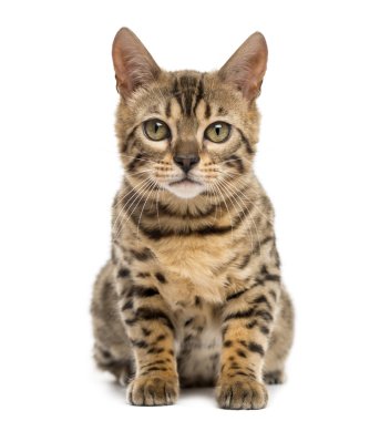 Beyaz bir arka plan önünde oturan Bengal