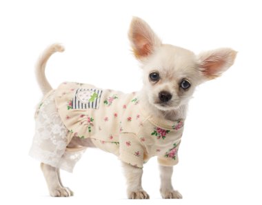 Chihuahua köpek yavrusu ayakta beyaz arka plan önünde giyinmiş