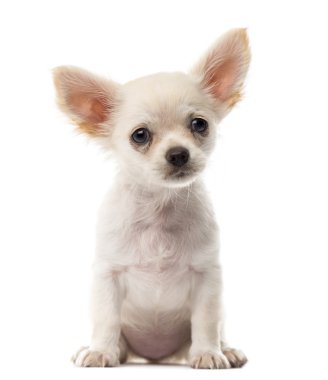 Beyaz bir arka plan önünde oturan Chihuahua köpek yavrusu