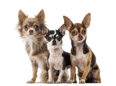 Beyaz bir arka plan önünde oturan chihuahuas