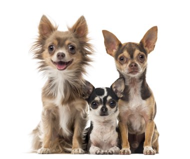 Beyaz bir arka plan önünde oturan chihuahuas