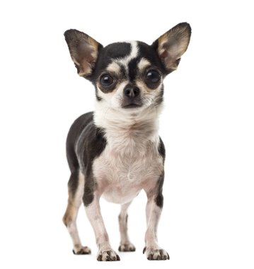 Chihuahua ayakta beyaz arka plan önünde